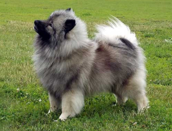 Keeshond