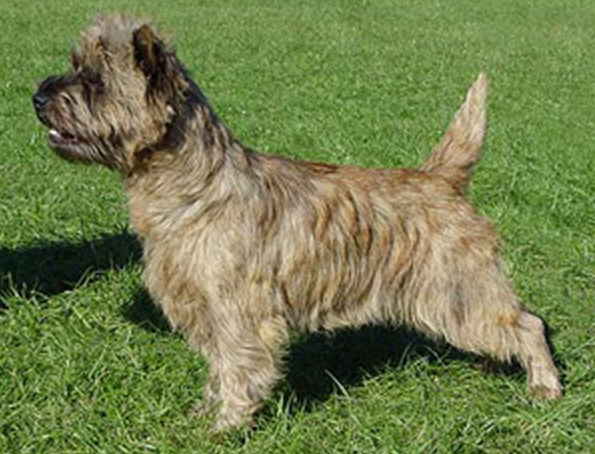 Cairn-Terrier