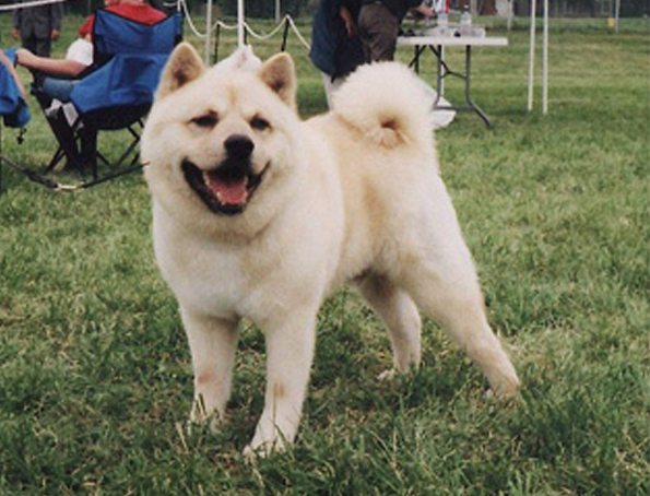 Chinesischer Fu-Hund