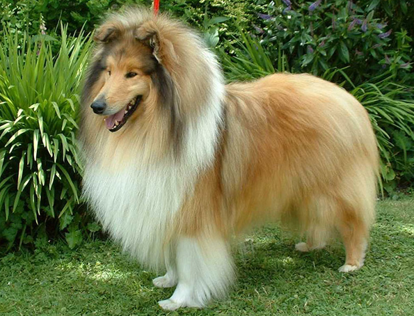 Collie