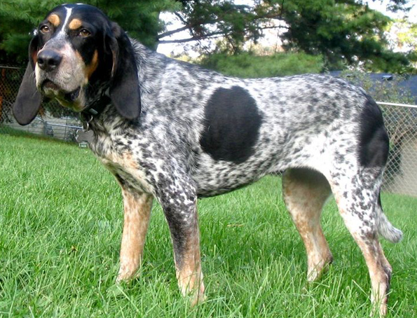 Gesprenkelter Coonhound