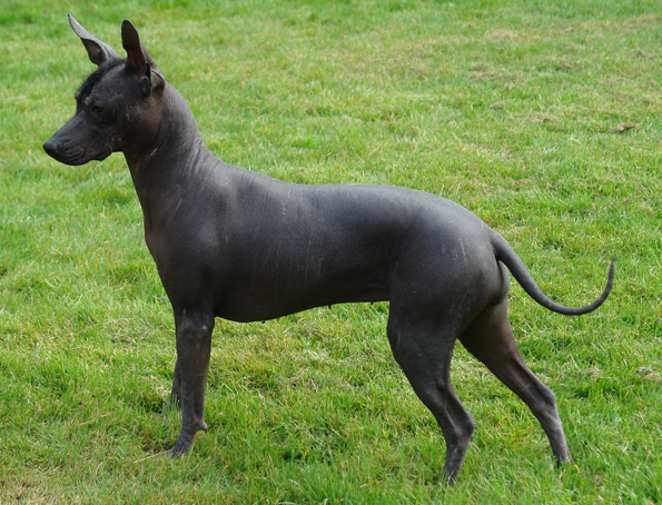 Xoloitzcuintle