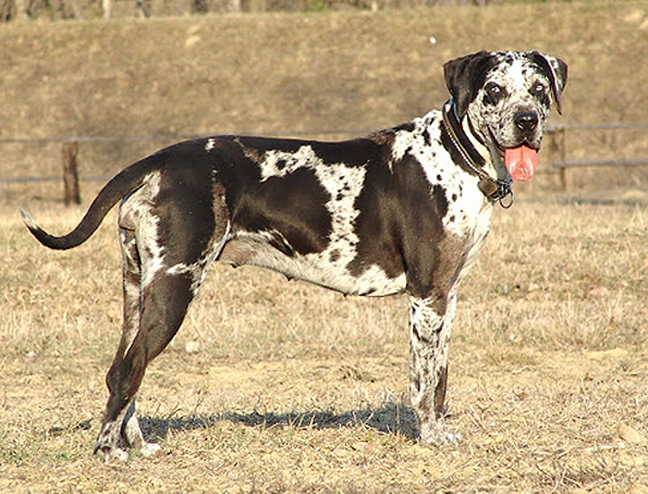 Catahula Leopard Hund