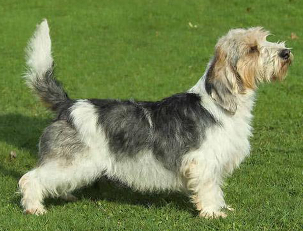 Kleiner Vendée Basset Griffon