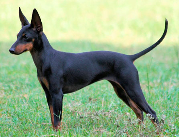 Manchester Toy Terrier