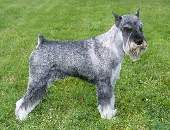 Mittelschnauzer