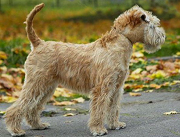 Weichbeschichteter Wheaten Terrier