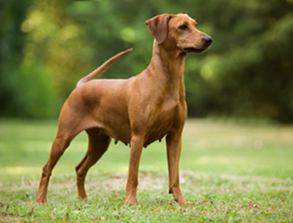 Deutscher Pinscher