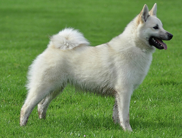 Norwegischer Buchhund