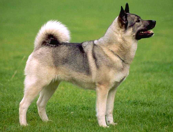 Norwegischer Elchhund