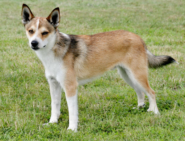 Norwegischer Lundehund