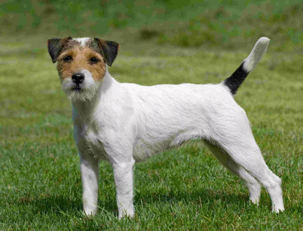 Parson-Russell-Terrier