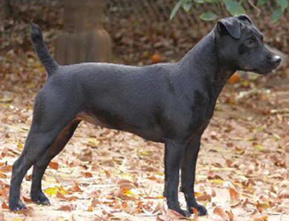 Patterdale-Terrier