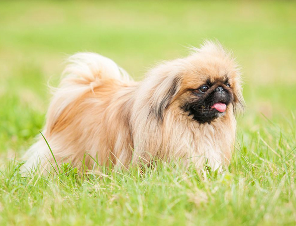 Pekinese