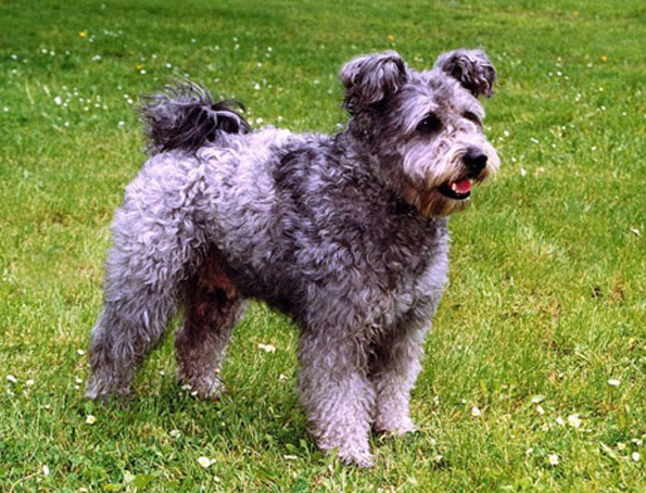 Pumi