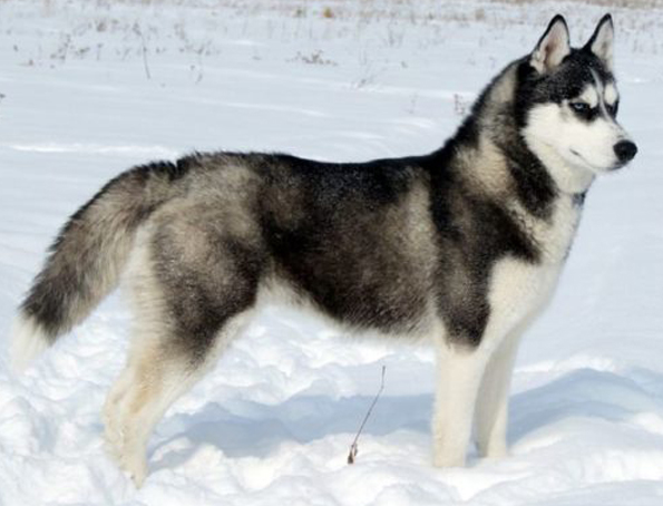 Sachalin Husky