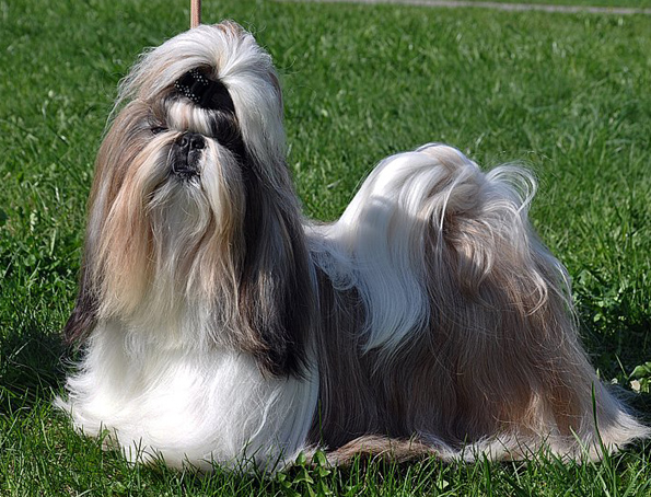 Shih-tzu