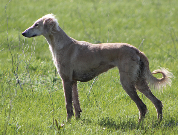 Zentralasiatischer Windhund