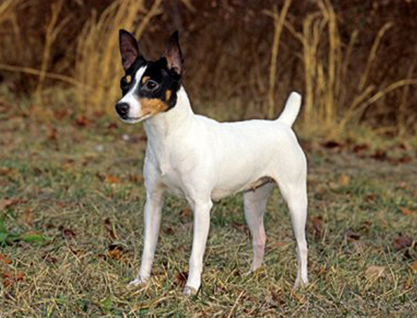 Toy Foxterrier