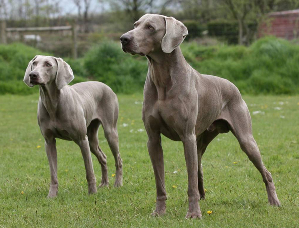 Weimaraner