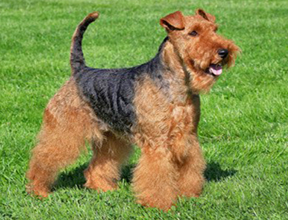 Waliser Terrier