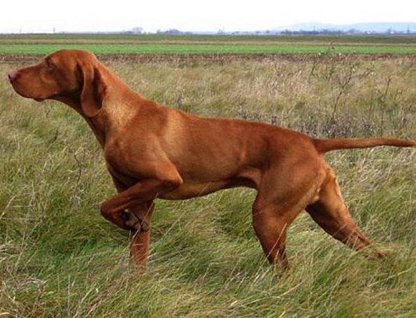 Ungarische Vizsla