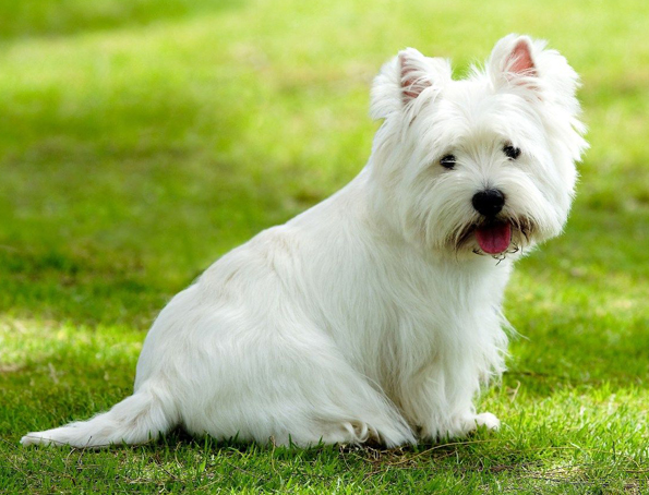 West Highland White Terrier