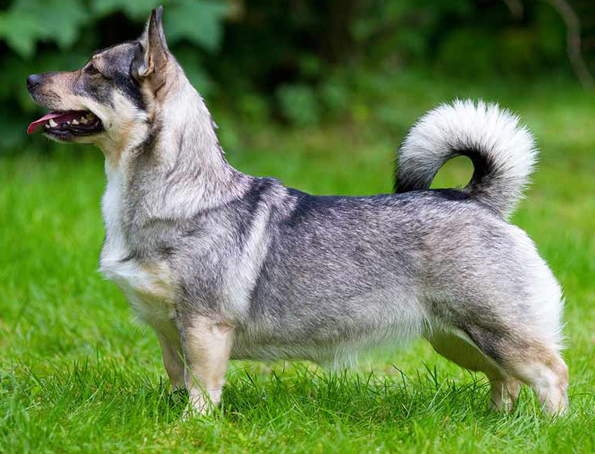 Schwedischer Wallhund