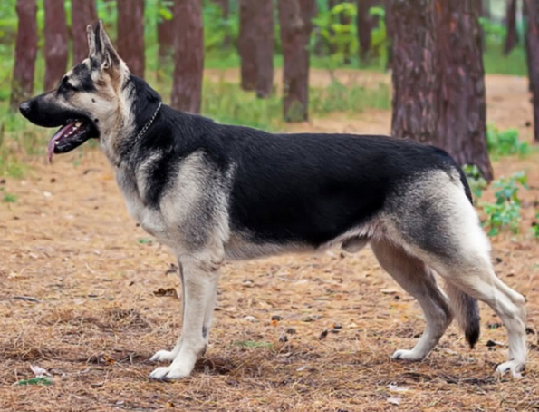 Osteuropäischer Schäferhund