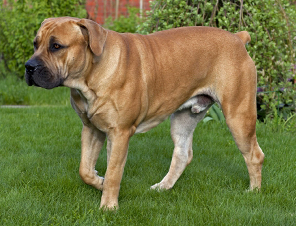 Südafrikanische Boerboel