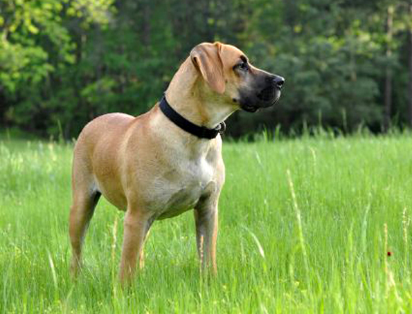 Gelb-schwarz maskierter südlicher Jagdhund