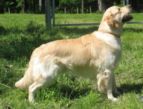 Golden Retriever