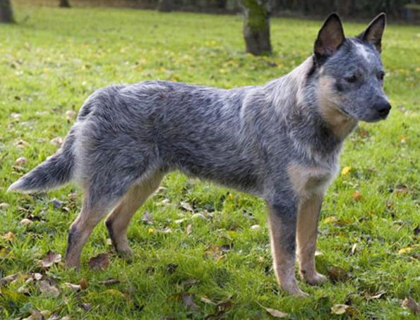 Ashkii the Blue Heeler - Synaptic Endeavors