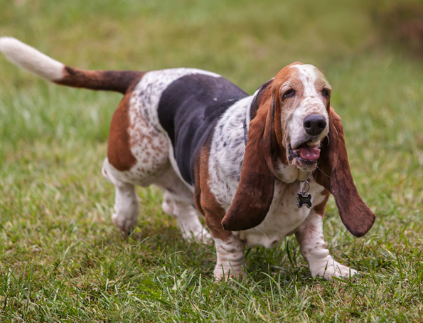 are basset hounds good as service dogs