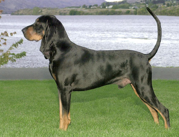 Black and tan coonhound