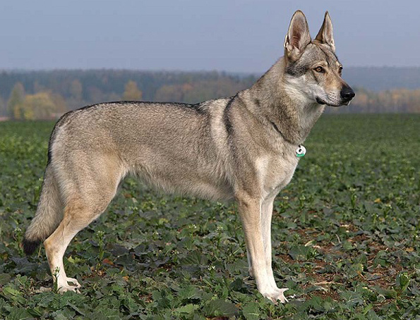 Czech wolfhund