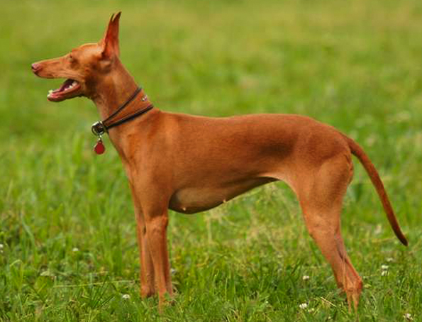 Cirneco Del Etna