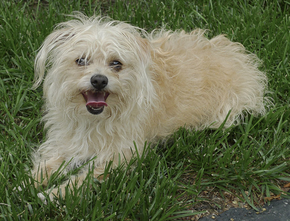 Chihuahua, poodle mix