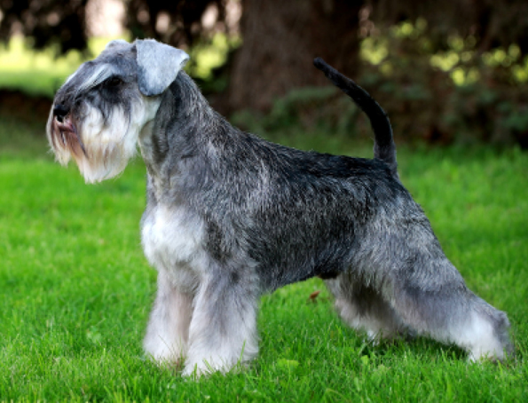 Miniature schnauzer