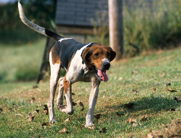 Triin Walker Coonhound