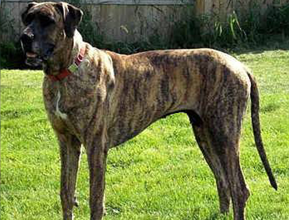 Tenessian tree brindle dog