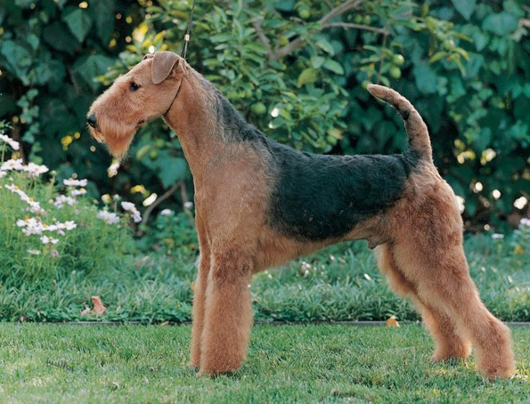 Airedale