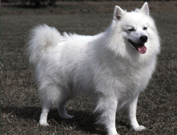 Eskimo dog