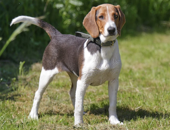 Estonian hound