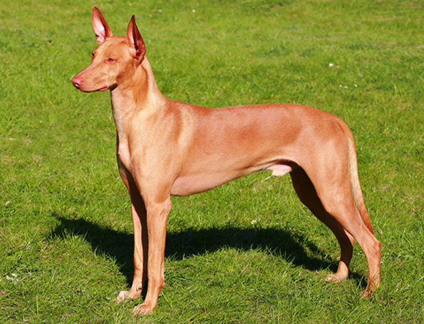 Pharaoh Hound