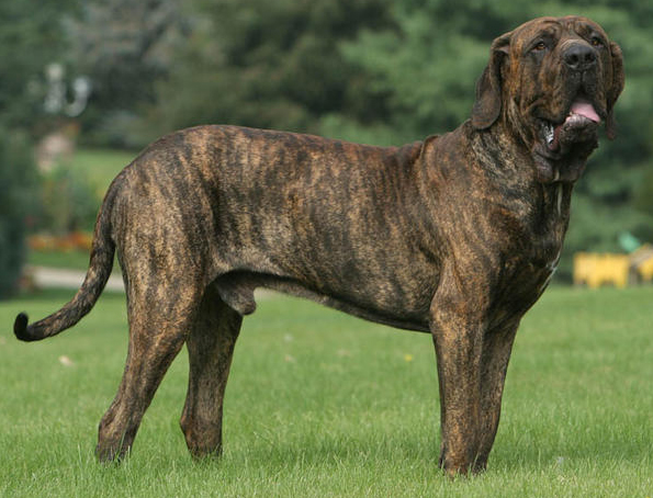 Fila Brasileiro