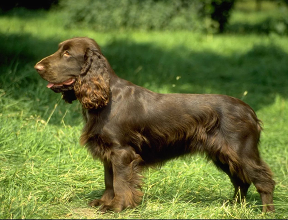 Field spaniel