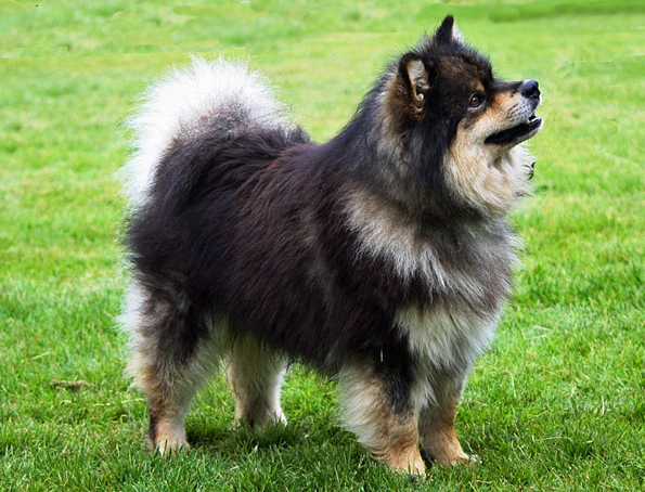 Finnish lapphund