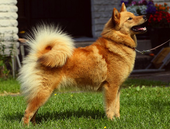 Finnish spitz