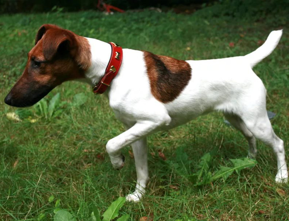 Fox terrier smooth